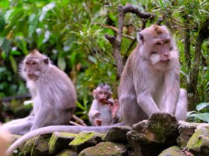 Monkey Forest Ubud