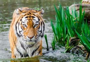 Bali Safari Marine Park