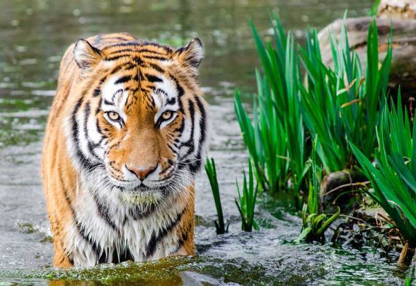 Bali Safari Marine Park