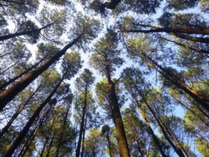 Hutan Pinus Mangunan