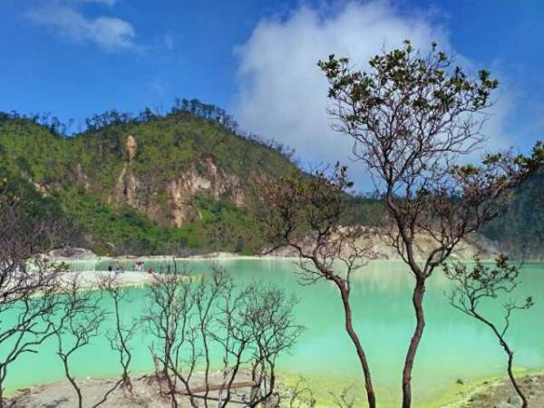 hutan mati kawah