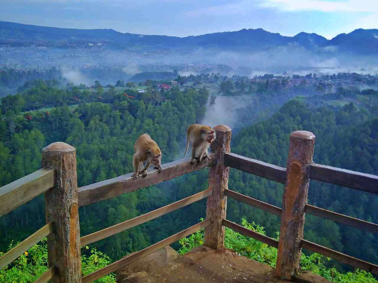 monkeys at keraton cliff 