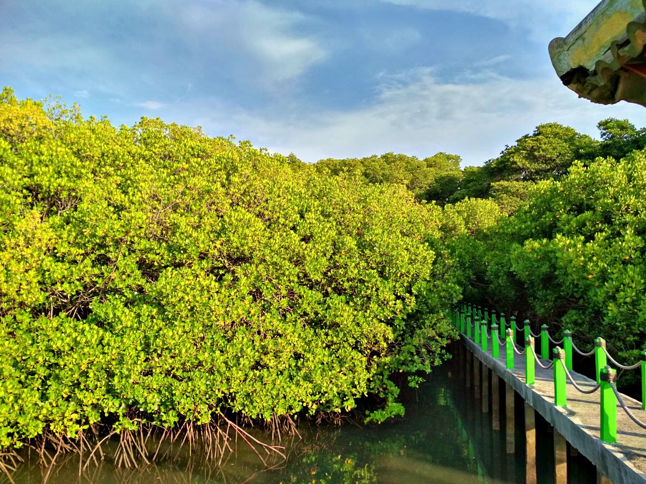 mangrove pier baluran