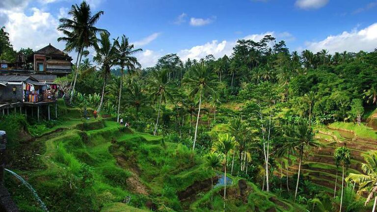 Tegalalang Rice Terrace Ubud