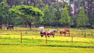 De Ranch Bandung