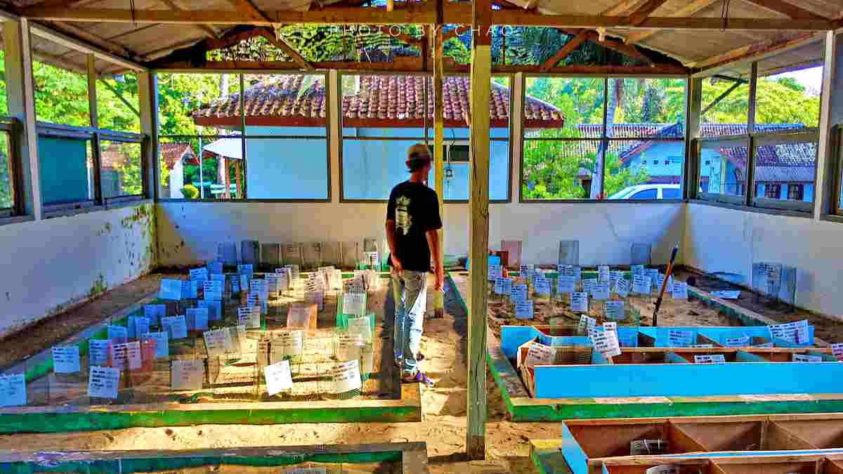 nursery room sukamade