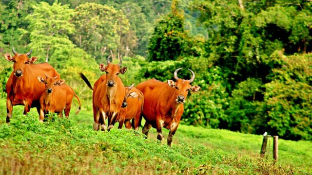 javanese bulls alas purwo national park