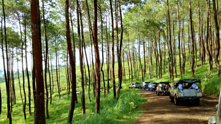 cikole pine forest