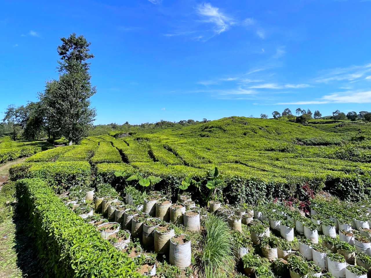 tea plantations 