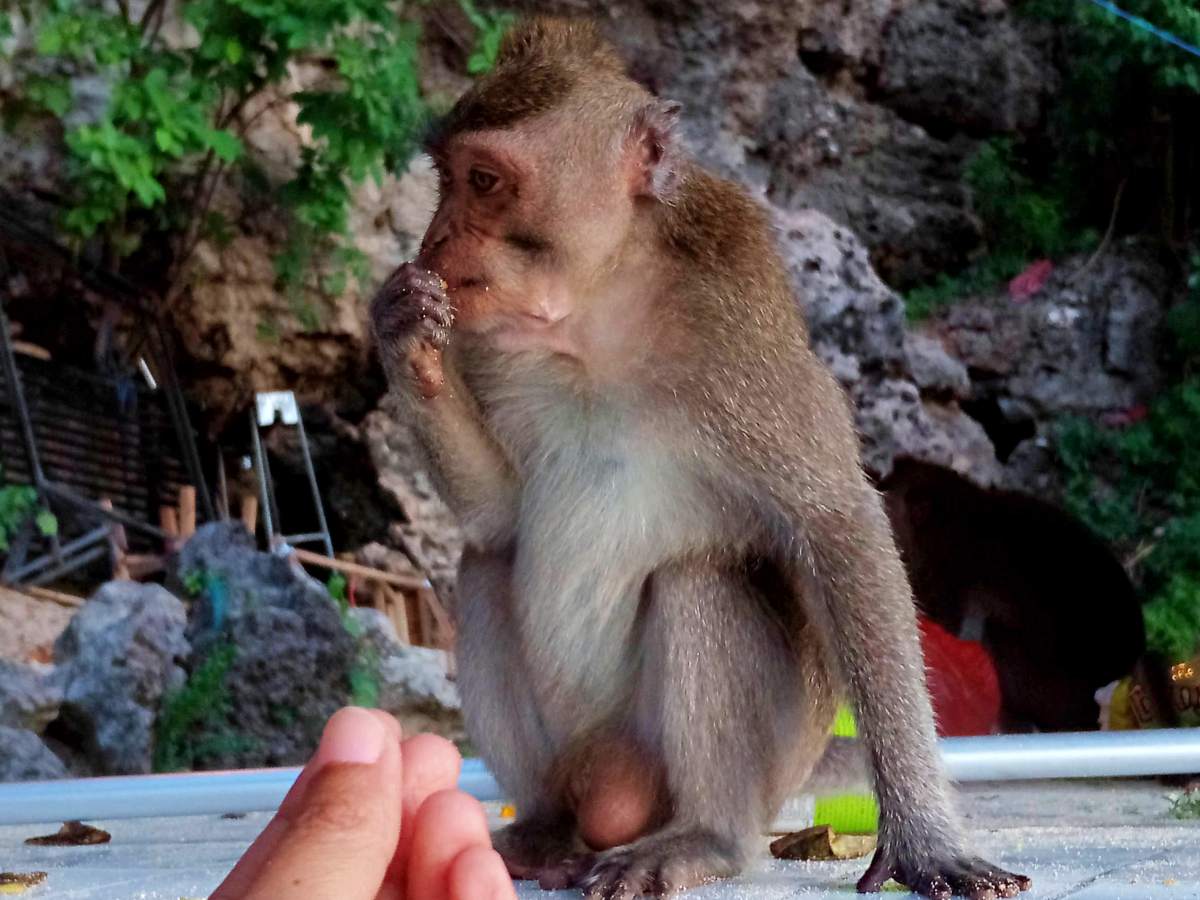 tame monkey