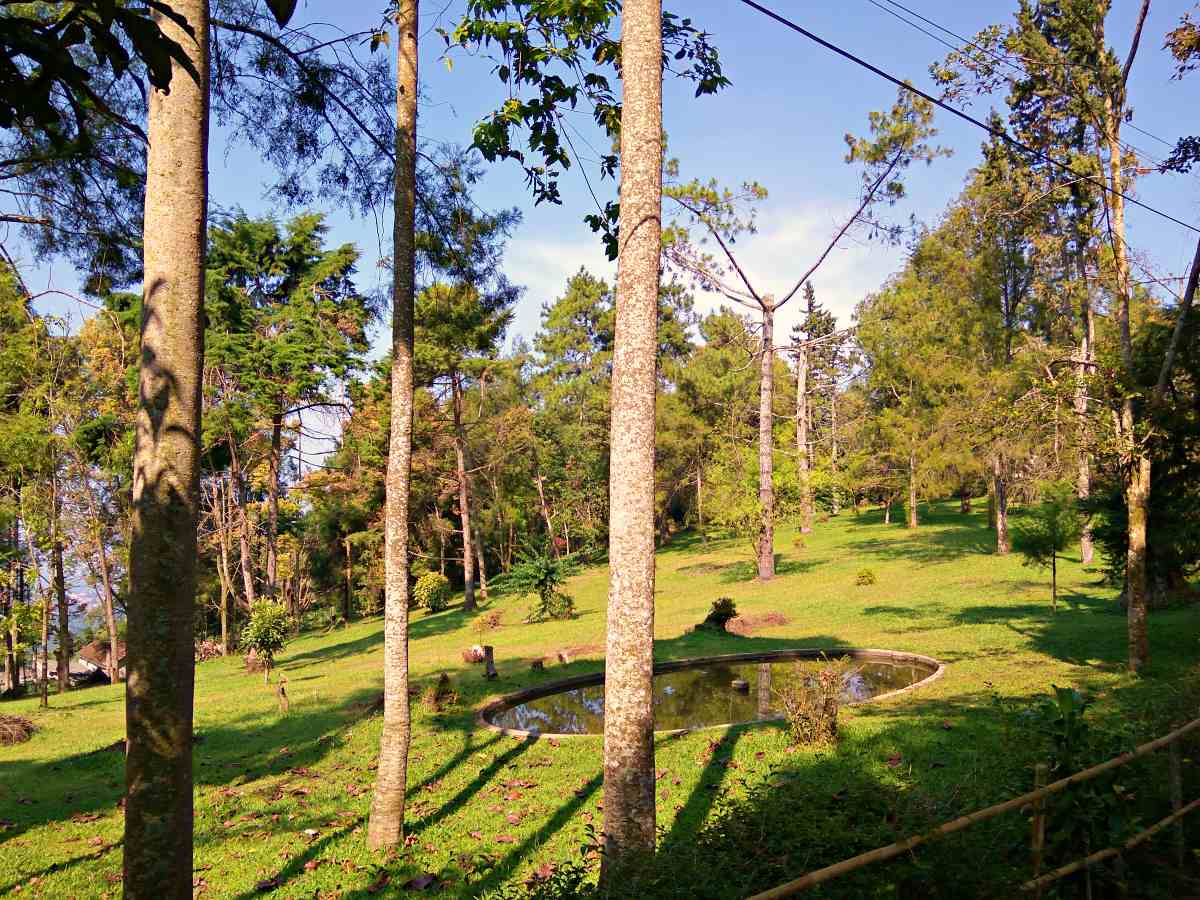 green surrounding 