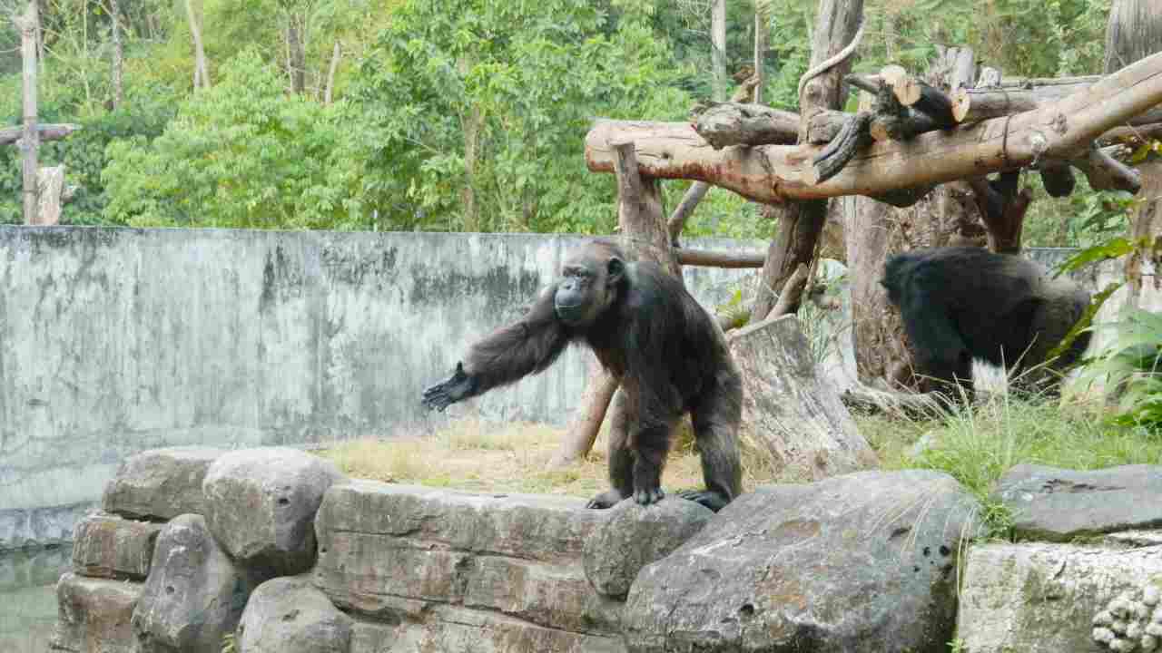 chimp in gembira loka zoo