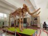 ancient elephant fossil geology museum bandung