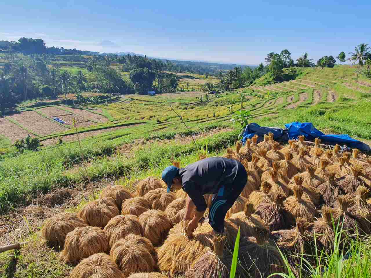 harvesting paddy 