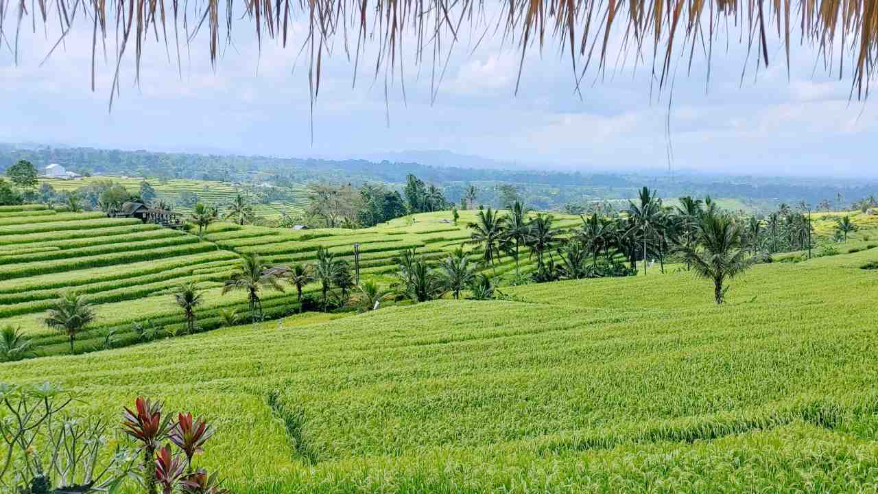 lush green paddy field 