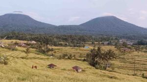 harvest time jatiluwih rice terrace