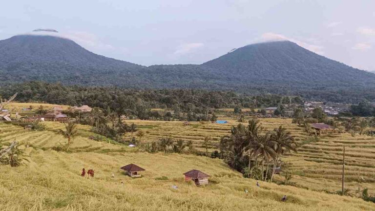 harvest time jatiluwih rice terrace