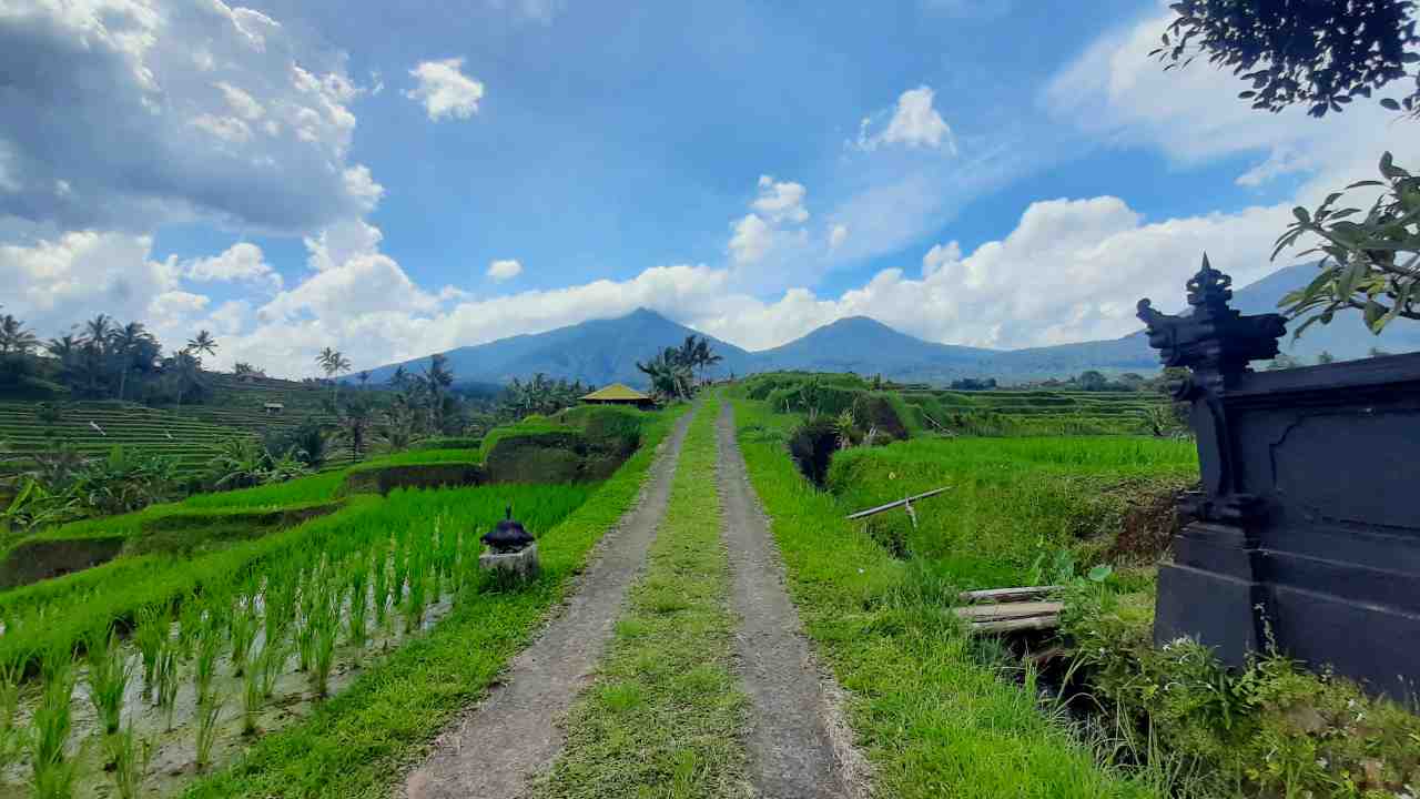 jatiluwih rice terrace trekking