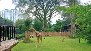 giraffe at bandung zoo