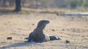 komodo dragon