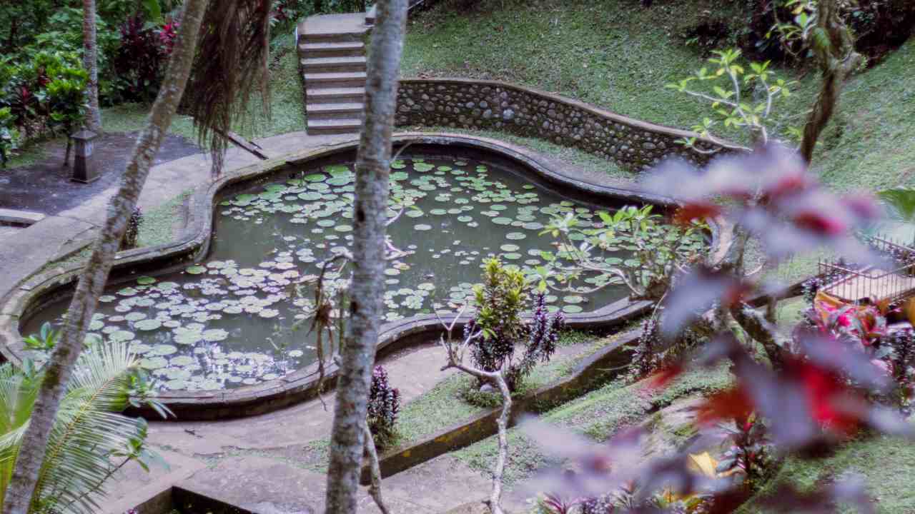 lotus pond area 