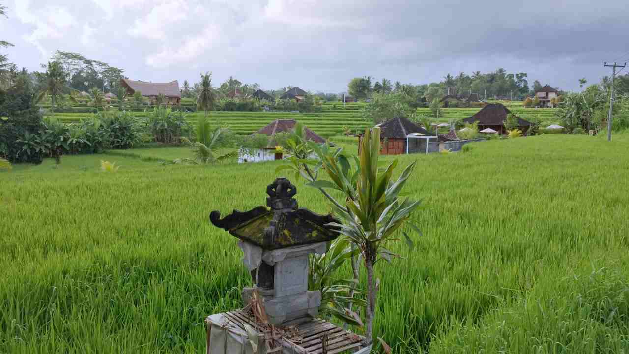 Campuhan paddy field