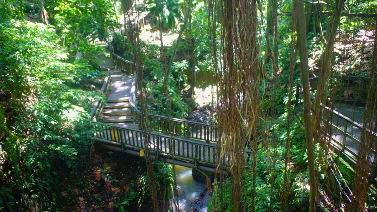 ubud monkey forest little jungle vibe. 