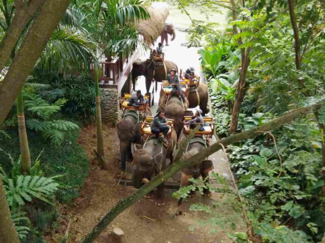 elephants