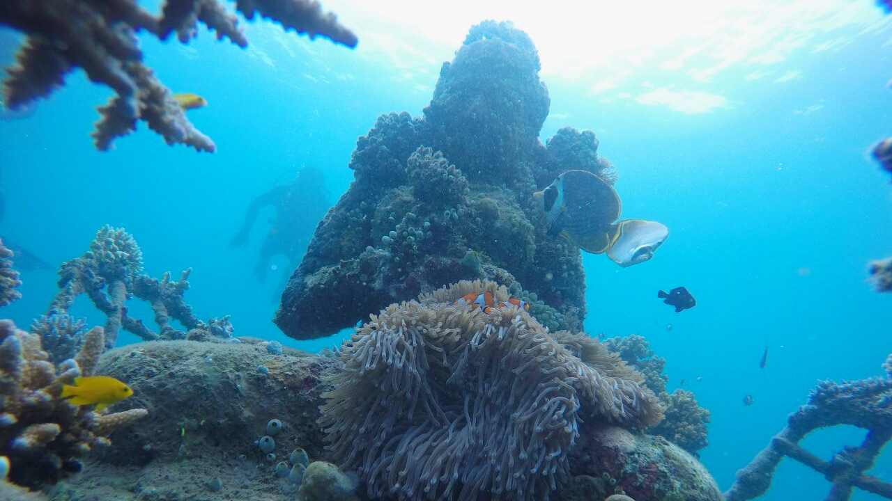 temple reef pemuteran beach