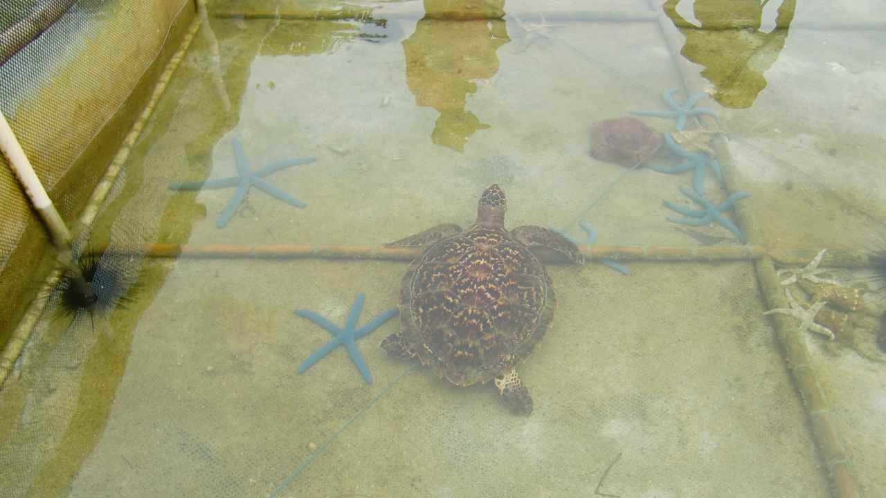 turtle in kresek beach 