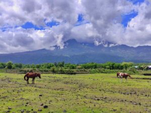 Savana Tianyar Karangasem