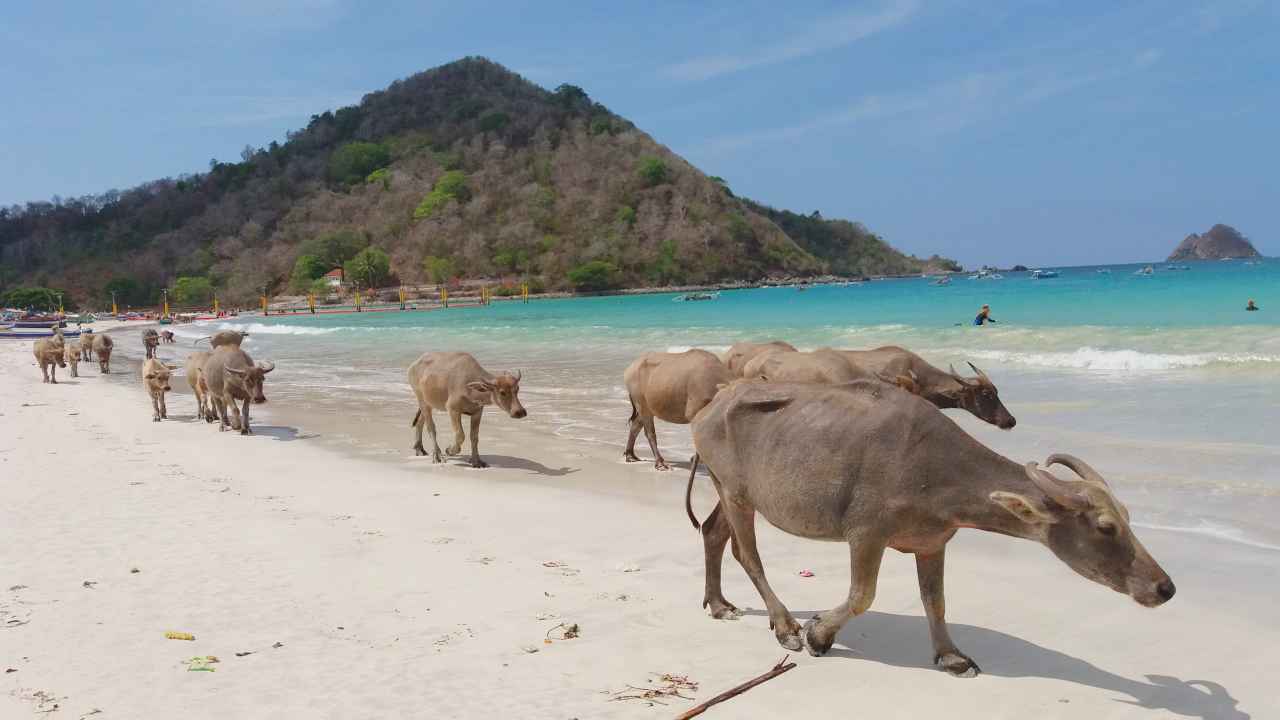water buffalos selong belanak beach 